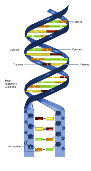 Los síntomas del síndrome Lesch-Nyhan - nucleotides-dna
