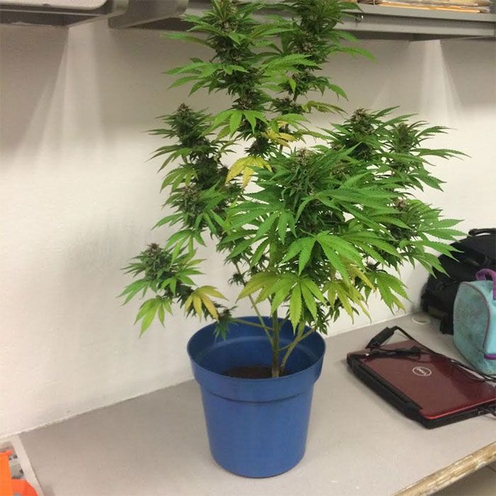 Decomisan 16 bolsas de mariguana y 22 cartuchos en Ecatepec - operativo-ecatepec-3