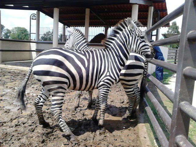 Profepa decomisa 21 animales en parque de Iztapalapa - parque-cuitláhuac-1