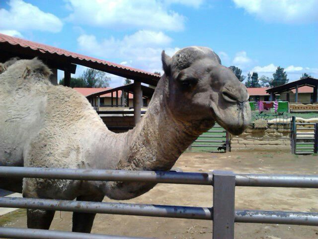 Profepa decomisa 21 animales en parque de Iztapalapa - parque-cuitláhuac-3