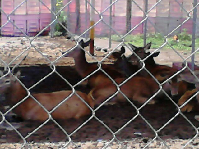 Profepa decomisa 21 animales en parque de Iztapalapa - parque-cuitláhuac-4