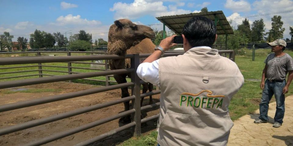 Profepa decomisa 21 animales en parque de Iztapalapa