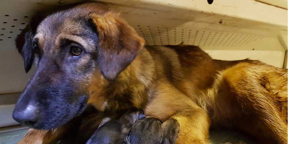 Video: perra callejera da a luz en metro de Moscú