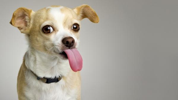 ¿En qué partes un perro nunca debe besar a su dueño? ¿En qué partes un perro nunca debe besar a su dueño?