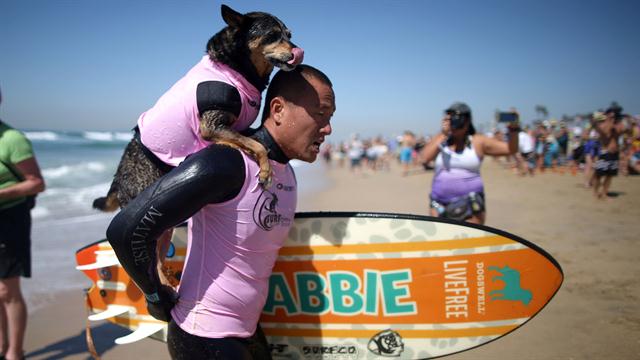 Galería: octava competencia de perros surfistas - perro-01