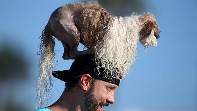 Galería: octava competencia de perros surfistas - perro-02