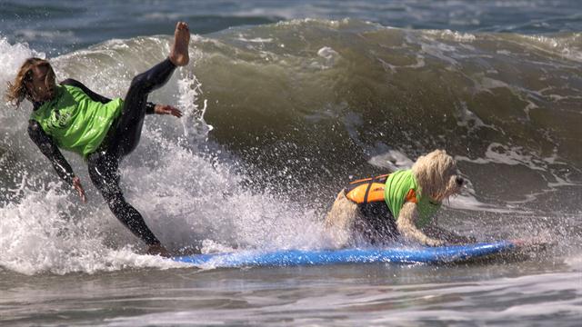 Galería: octava competencia de perros surfistas - perro-04