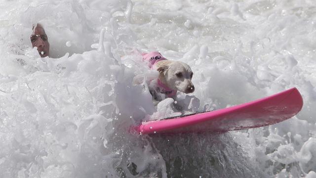 Galería: octava competencia de perros surfistas - perro-05
