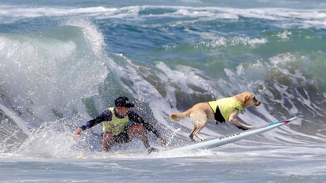 Galería: octava competencia de perros surfistas - perro-06
