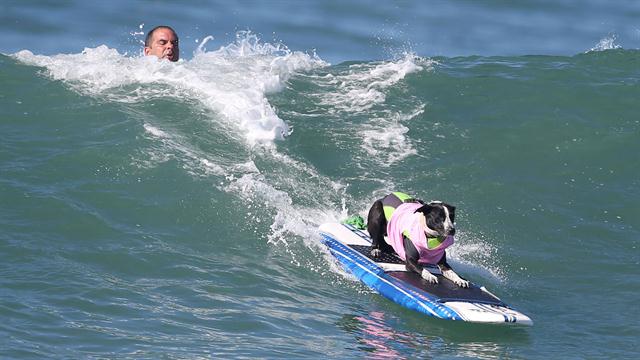 Galería: octava competencia de perros surfistas - perro-07