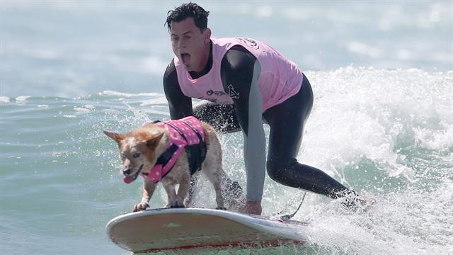 Galería: octava competencia de perros surfistas - perro-08