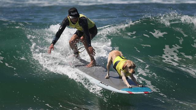 Galería: octava competencia de perros surfistas - perro-09