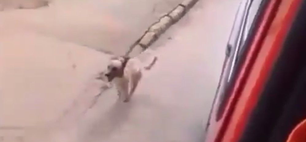 #Viral: perro persigue ambulancia que traslada a su dueño