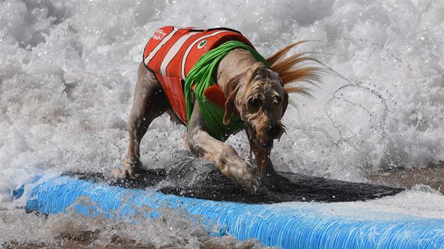 Galería: octava competencia de perros surfistas