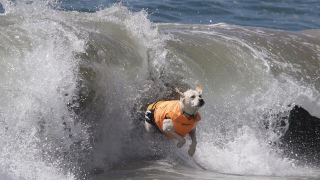 Galería: octava competencia de perros surfistas - perro-12