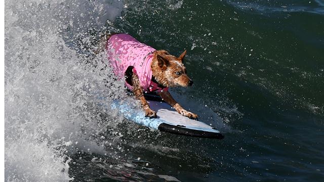 Galería: octava competencia de perros surfistas - perro-13
