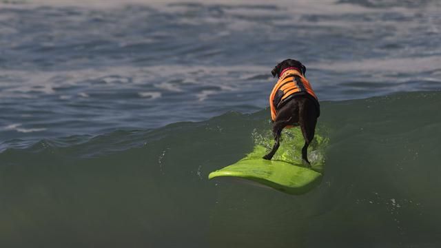 Galería: octava competencia de perros surfistas - perro-14