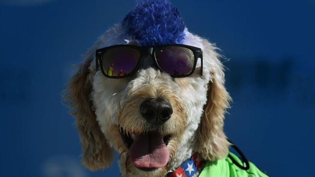 Galería: octava competencia de perros surfistas - perro-15
