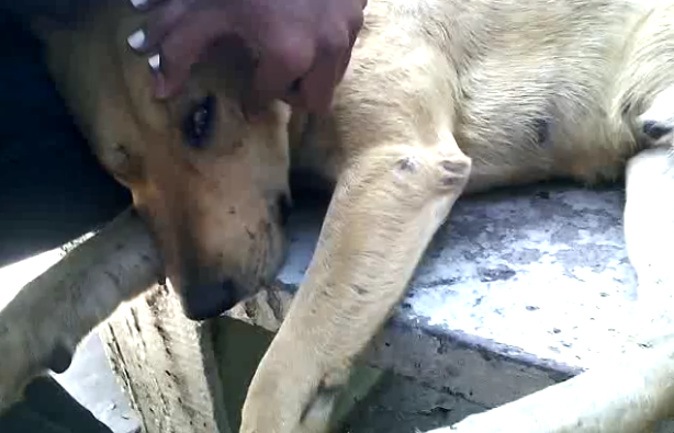 #Video encuentran perro aparentemente drogado en CCH Vallejo