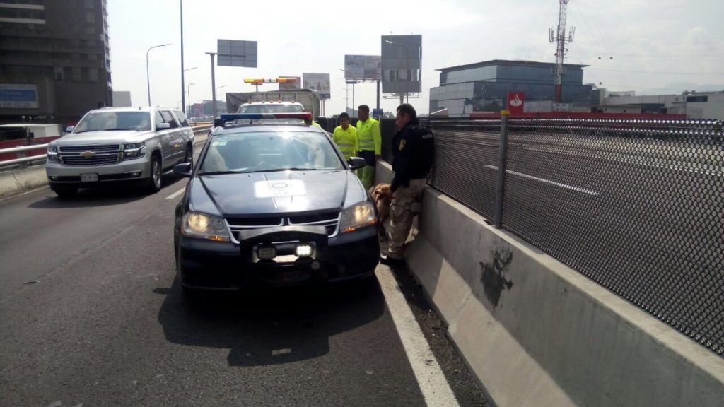 Policías rescatan a perro en Segundo Piso del Periférico - perros-segundo-piso-de-periférico-2-1024x576