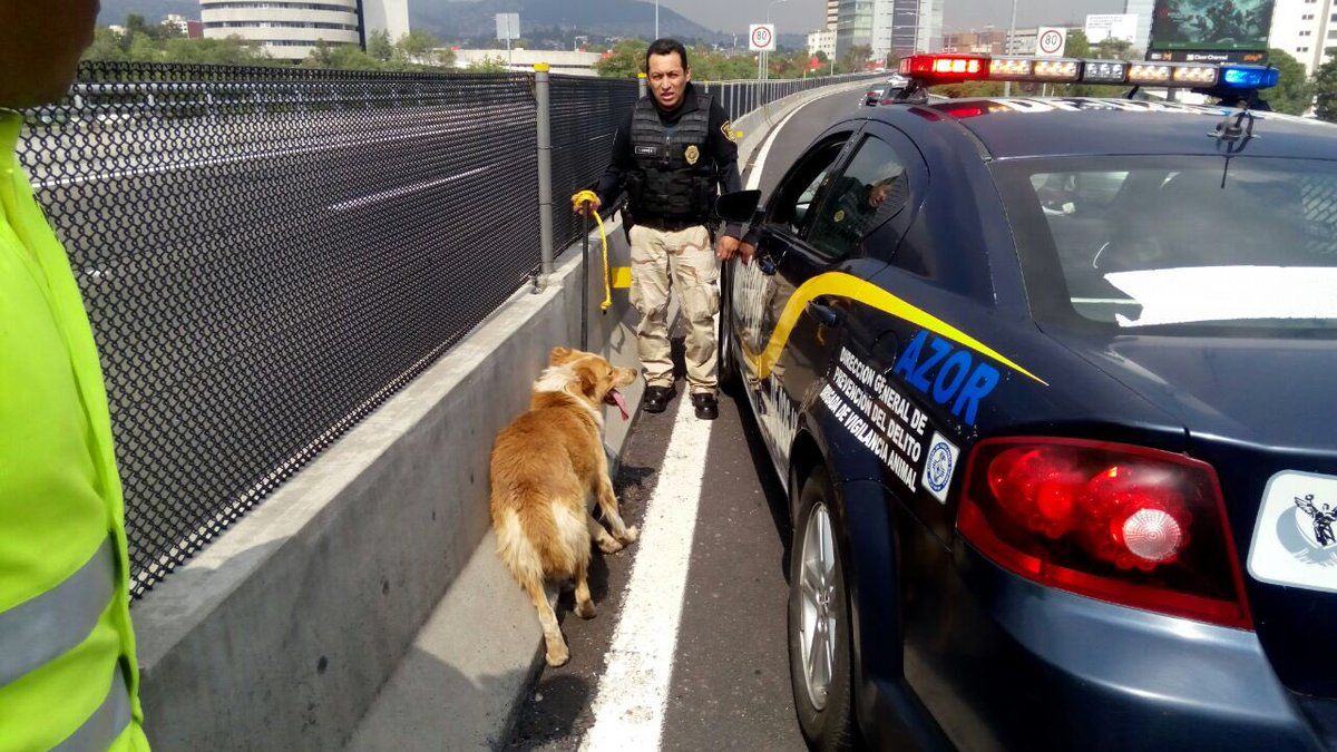 Policías rescatan a perro en Segundo Piso del Periférico