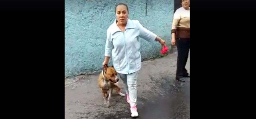 Video: pitbull mata a perro pequeño y dueña agrede a los vecinos