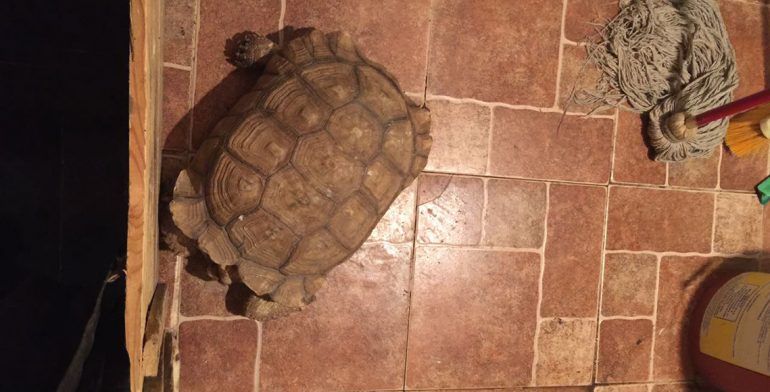 Rescatan a leona africana desnutrida en casa de Ecatepec - tortuga
