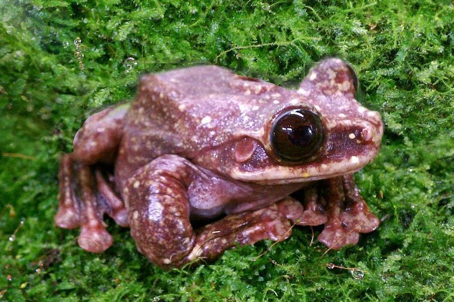 La rana Rabb es declarada extinta tras muerte de último espécimen - toughie