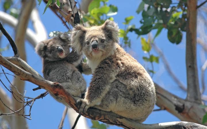 Los países más caros para viajar - visit-australia_3295350a-large