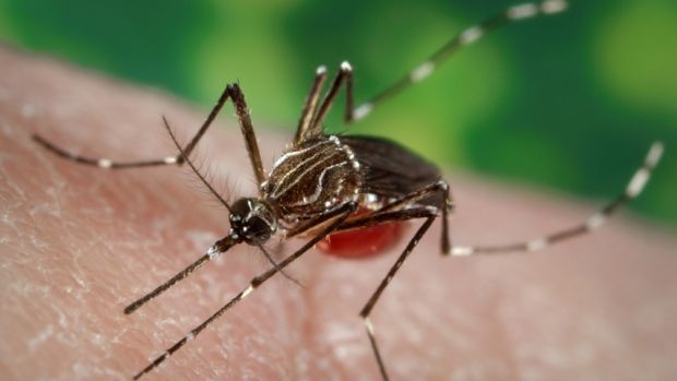 Secretaría de Salud reporta cuatro mil 306 casos de zika - zika-mosquito