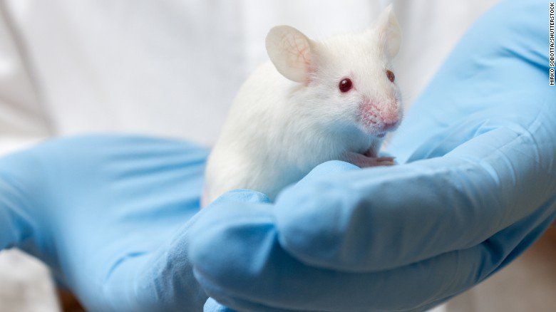 Virus del Zika podría combatir tumores cerebrales de niños - zika-ratones-1