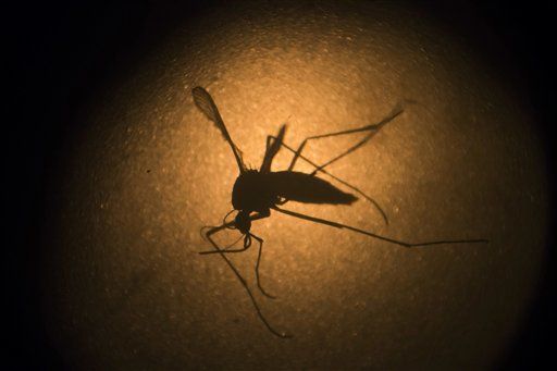 Zika causa infertilidad en ratones: estudio - zika-ratones