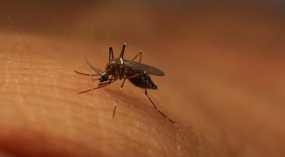 Secretaría de Salud reporta cuatro mil 306 casos de zika