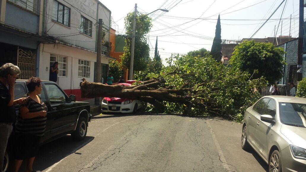 Cae árbol sobre sobre automóvil en Iztapalapa