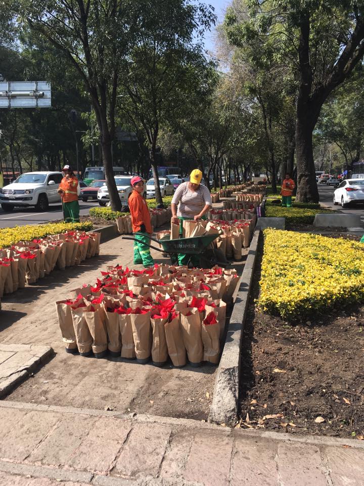 Adornan con nochebuenas Paseo de la Reforma - 15178076_10211260857781097_8528469992929285491_n