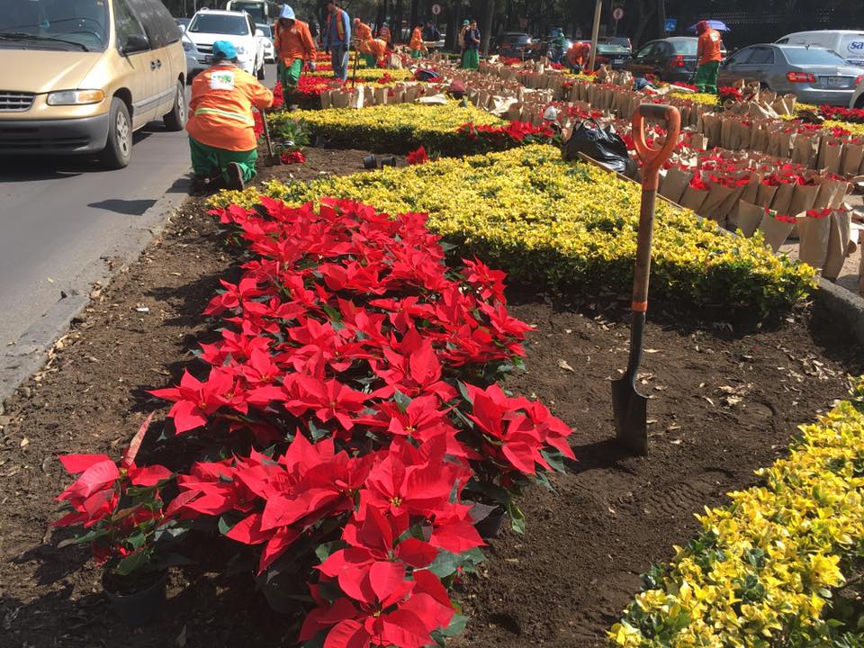 Adornan con nochebuenas Paseo de la Reforma - 15178190_10211260857261084_1022584069590742578_n