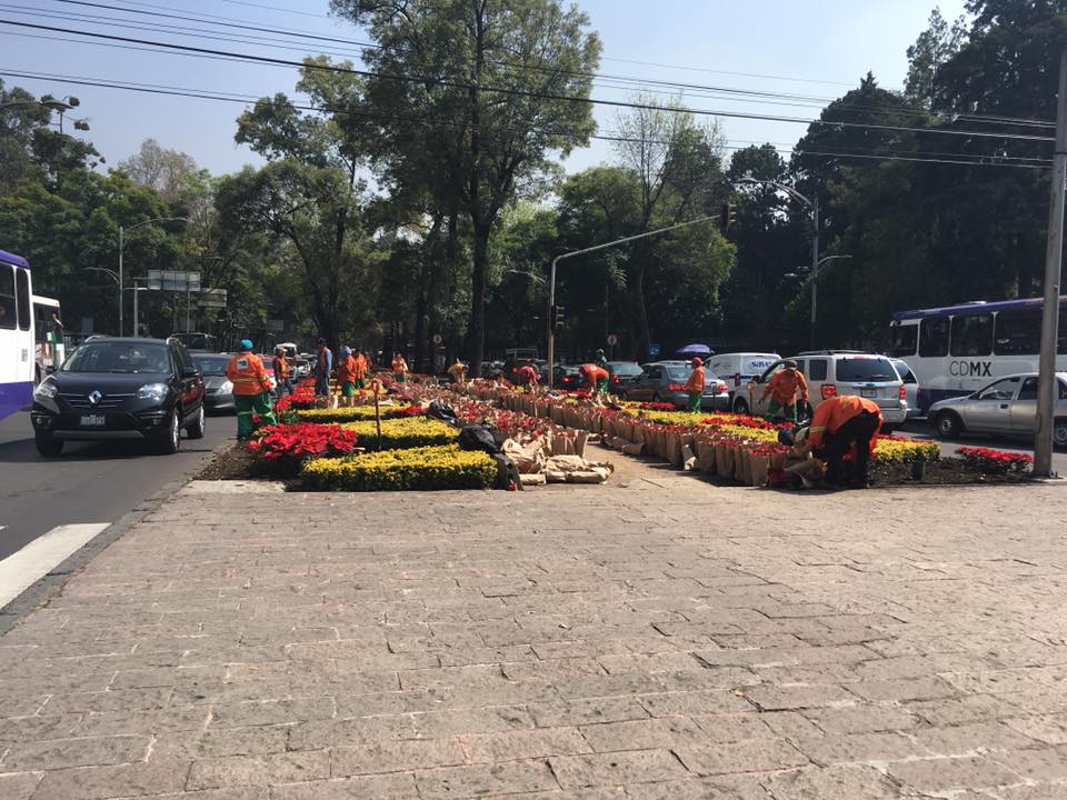 Adornan con nochebuenas Paseo de la Reforma - 15192769_10211260857341086_7986632484330354857_n