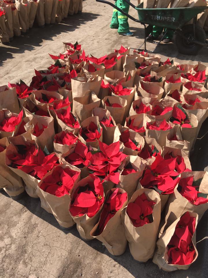 Adornan con nochebuenas Paseo de la Reforma