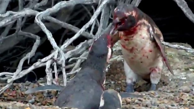 Video: pingüinos pelean tras encontrar a su pareja con otro - 92297042_pebguin