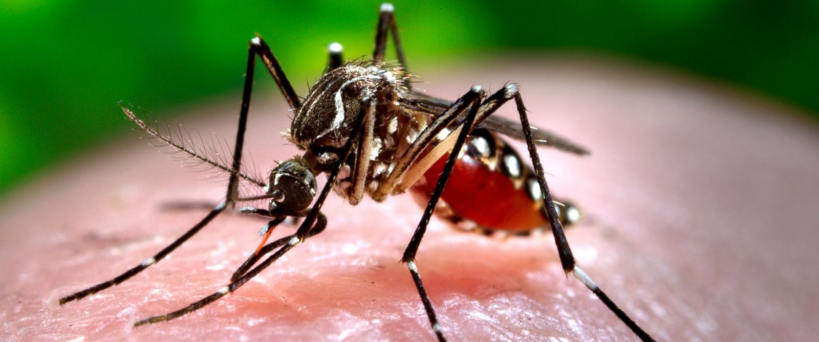 Virus del Zika podría combatir tumores cerebrales de niños - AP_Aedes_Mosquito_MEM_160115_12x5_1600