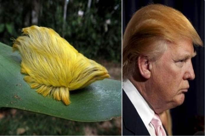 Los memes de la elección de Estados Unidos - Captura-de-pantalla-2016-11-08-a-las-14.49.33