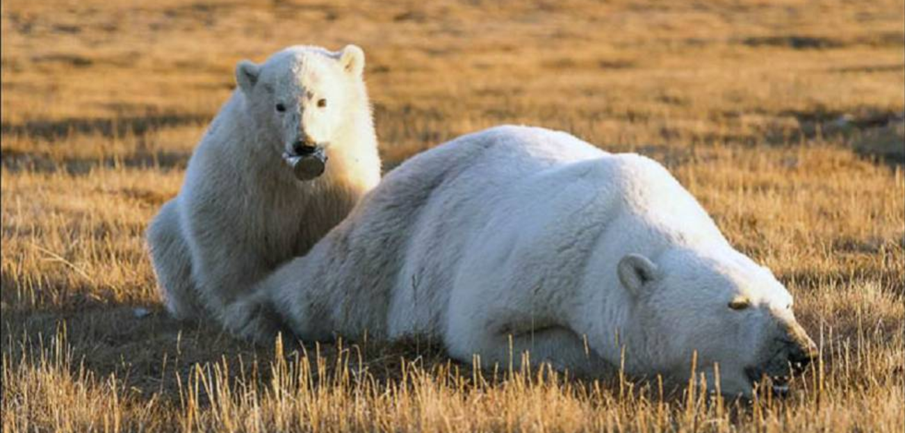 Cachorro de oso polar no pudo comer debido a una lata en su hocico
