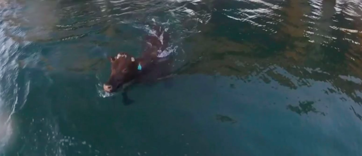 Video: vaca salta al mar