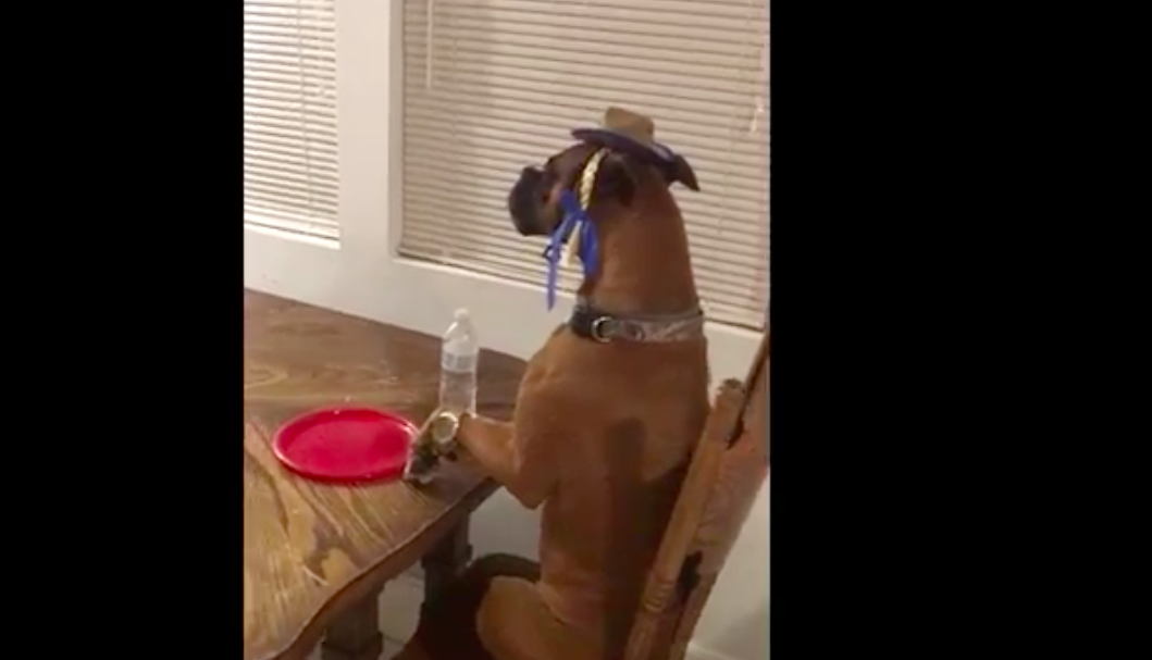 Video: perro se suma al ‘Mannequin Challenge’