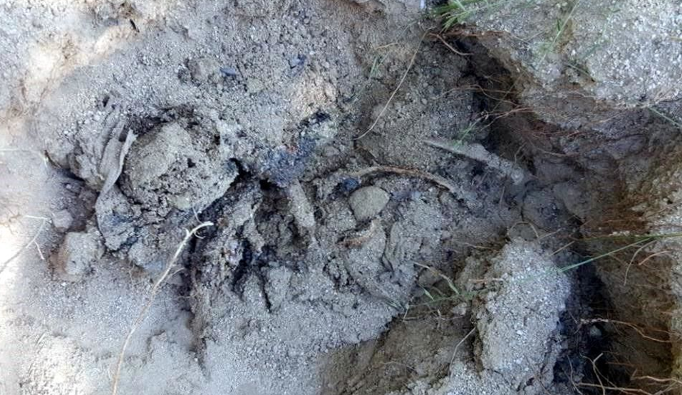 Encuentran 5 cadáveres más en fosas clandestinas de Zitlala
