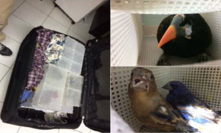 Detienen a traficantes españoles de aves silvestres en el AICM - Captura-de-pantalla-2016-11-24-a-las-17.30.57