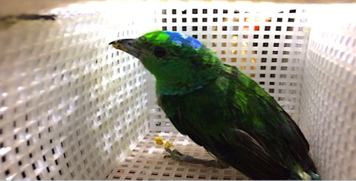 Detienen a traficantes españoles de aves silvestres en el AICM - Captura-de-pantalla-2016-11-24-a-las-17.33.18