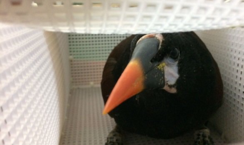 Detienen a traficantes españoles de aves silvestres en el AICM