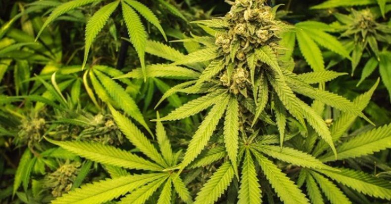 Denver aprueba la mariguana en bares