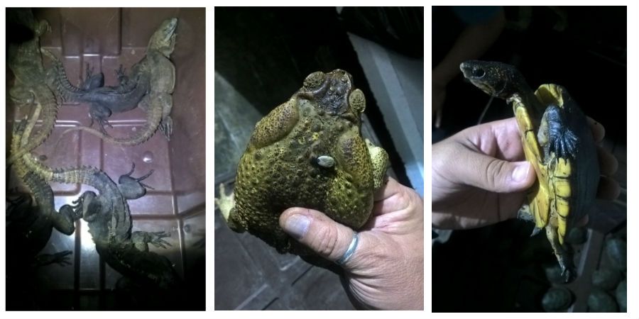 Asegura Profepa reptiles y anfibios en la México-Puebla